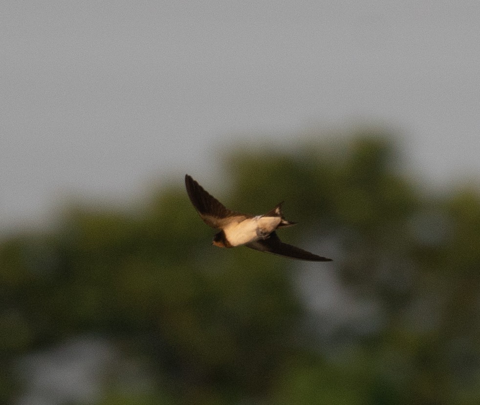 Ластівка сільська - ML645298125