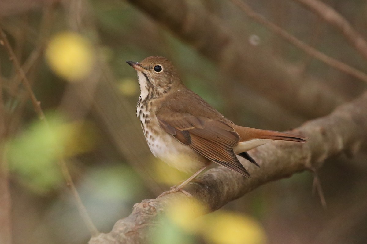 チャイロコツグミ - ML645298131