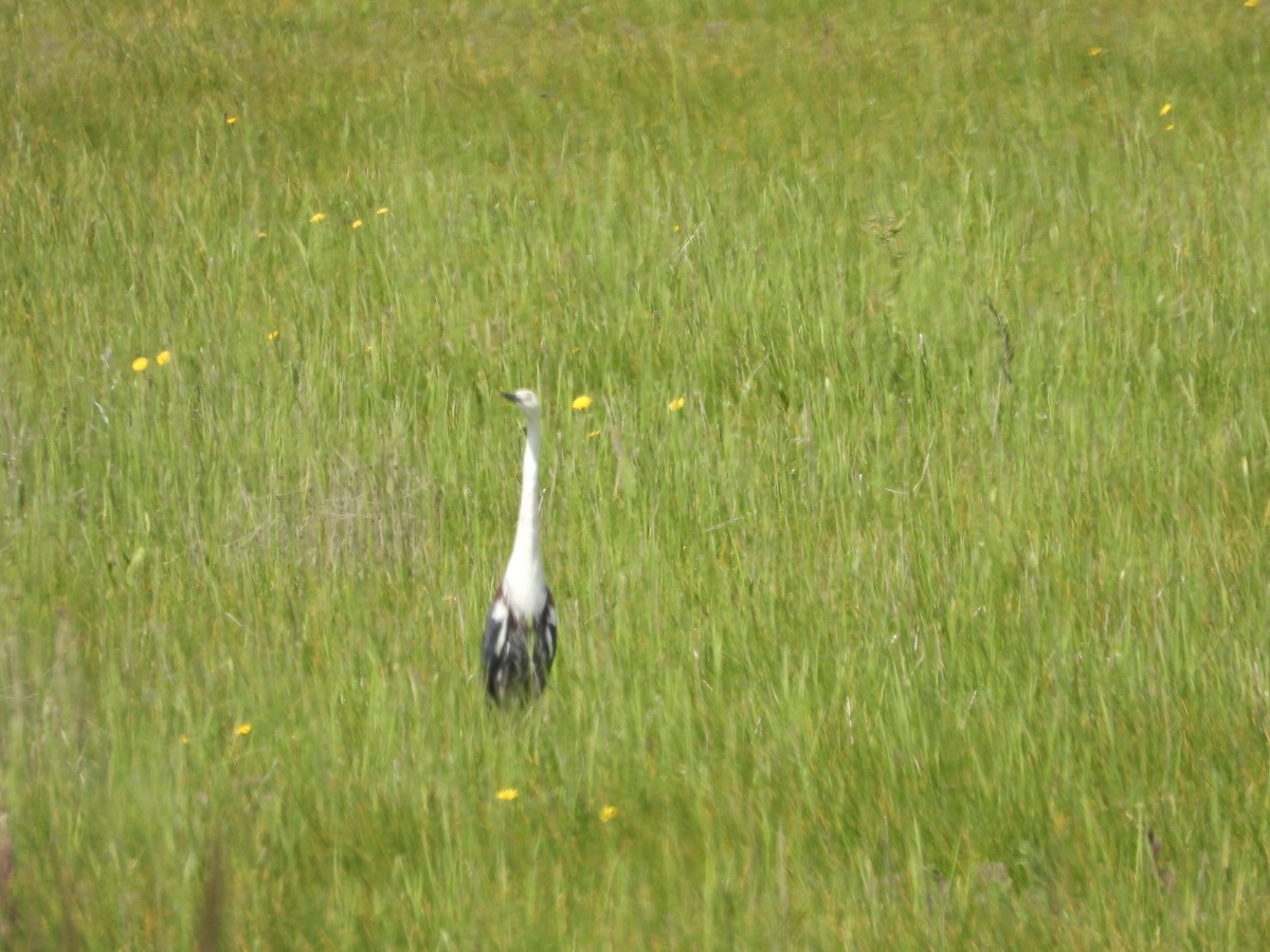 Pacific Heron - ML645298132