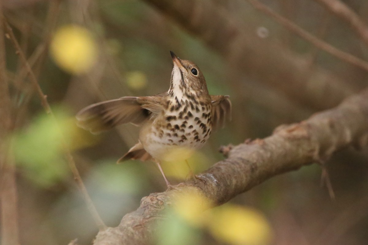 チャイロコツグミ - ML645298133