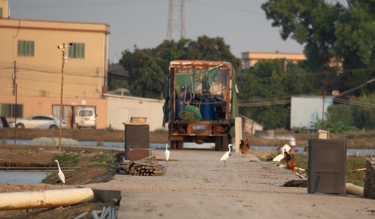 Aigrette garzette - ML645298138