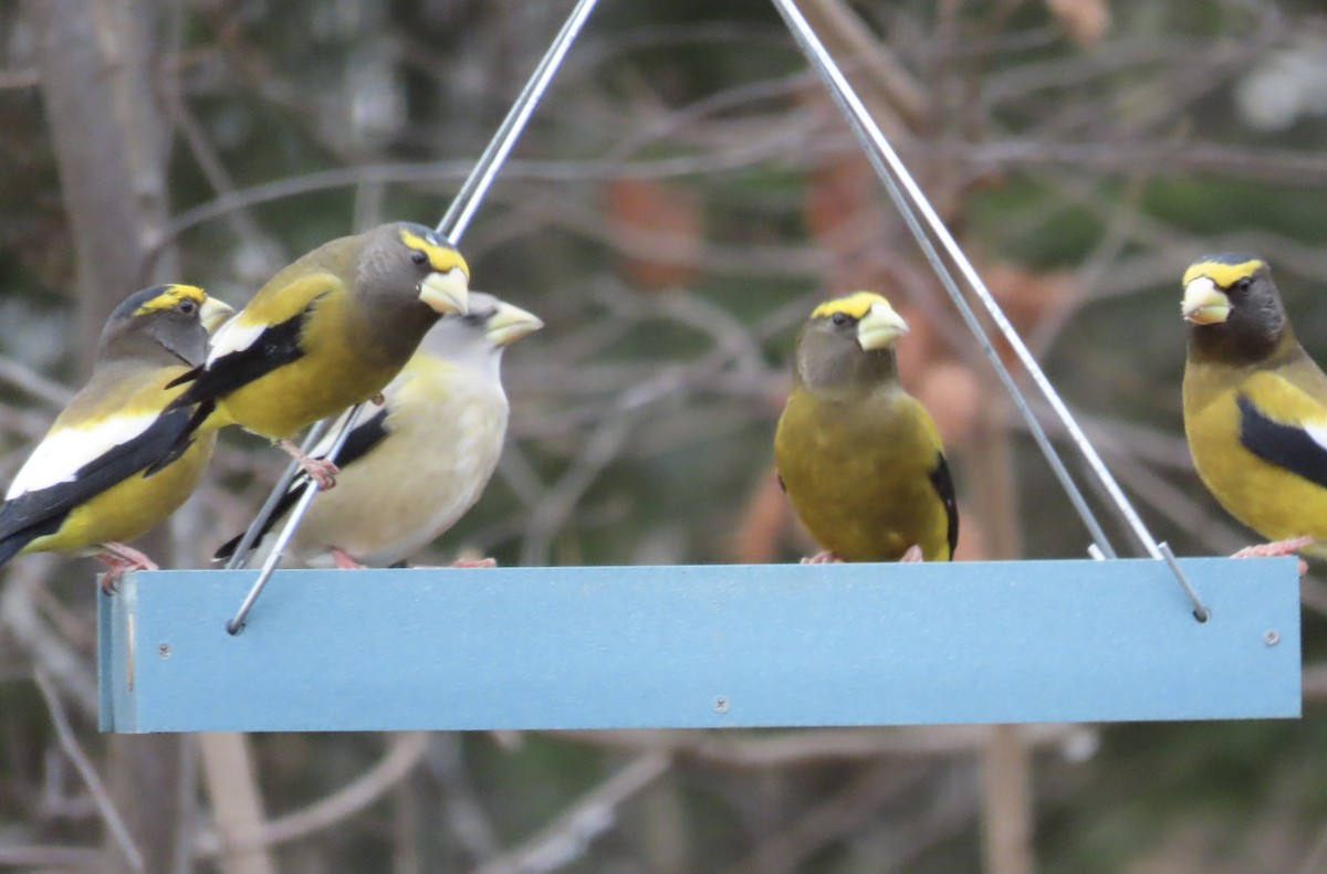 Mokolodi bekainoria - ML645298139