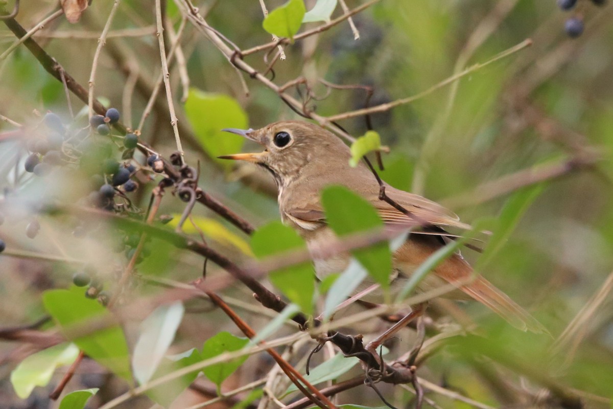 チャイロコツグミ - ML645298141