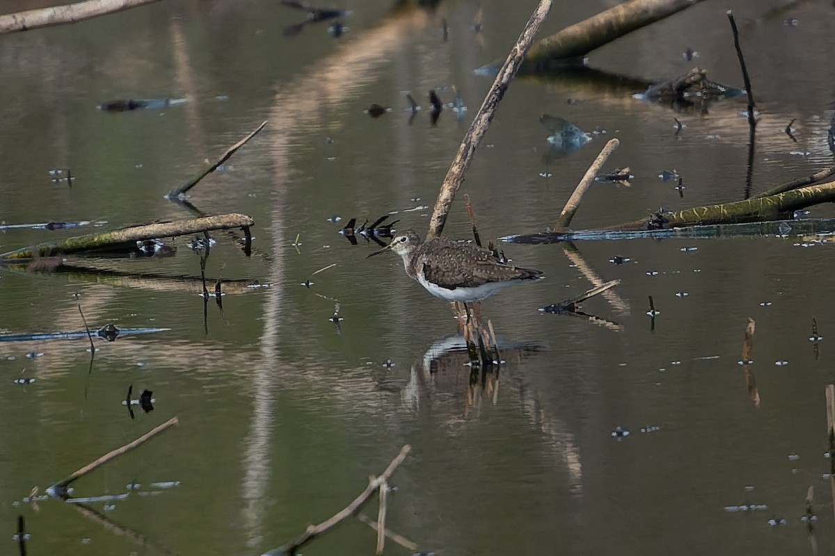 Einsiedelwasserläufer - ML645298149