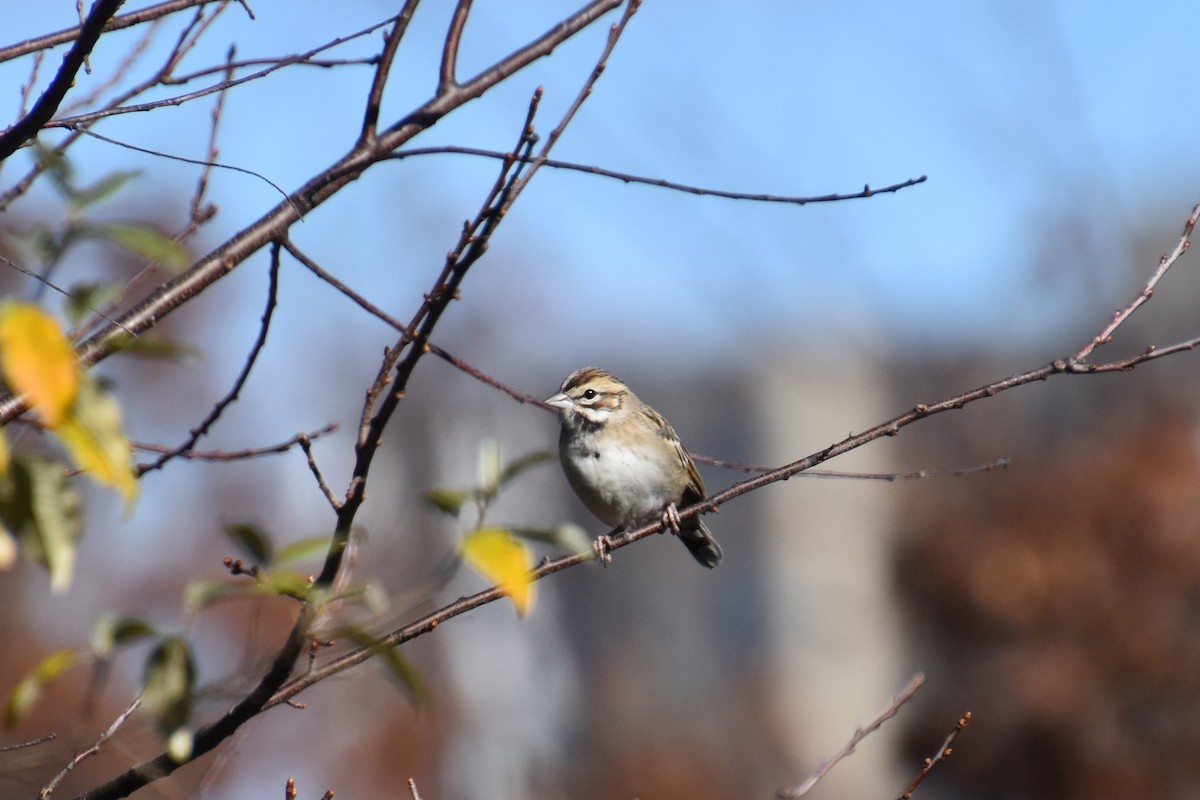 Lark Sparrow - ML645298158