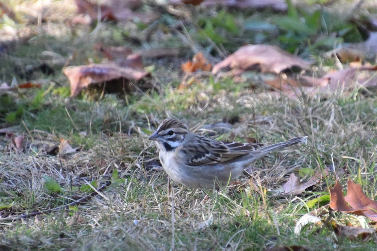 Lark Sparrow - ML645298159