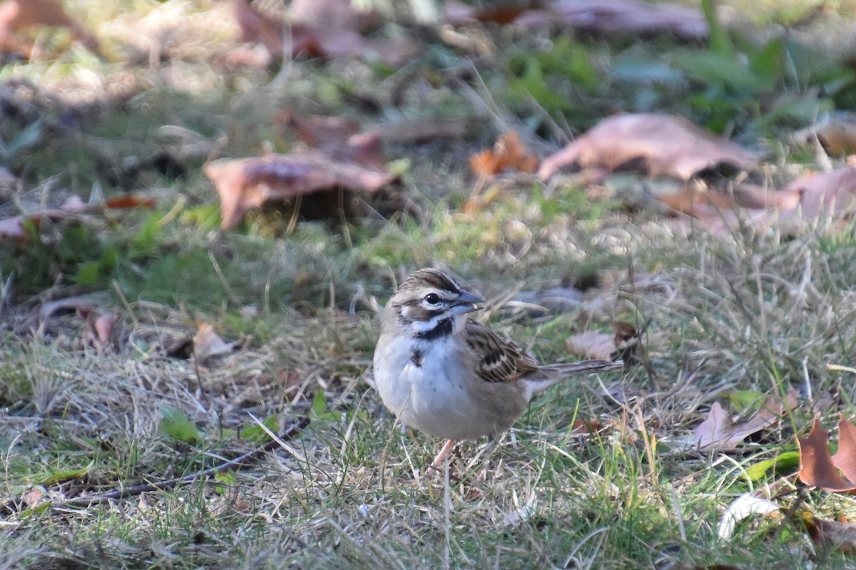 Lark Sparrow - ML645298160