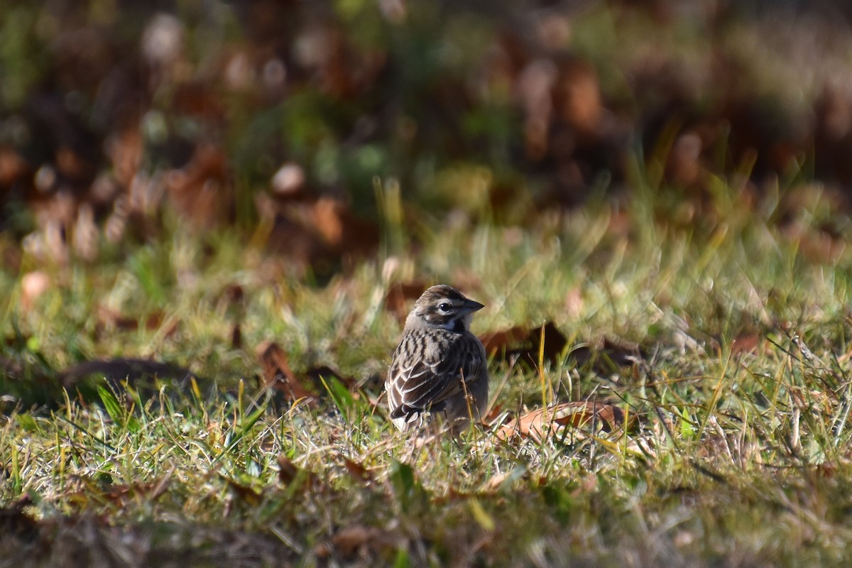 Lark Sparrow - ML645298161