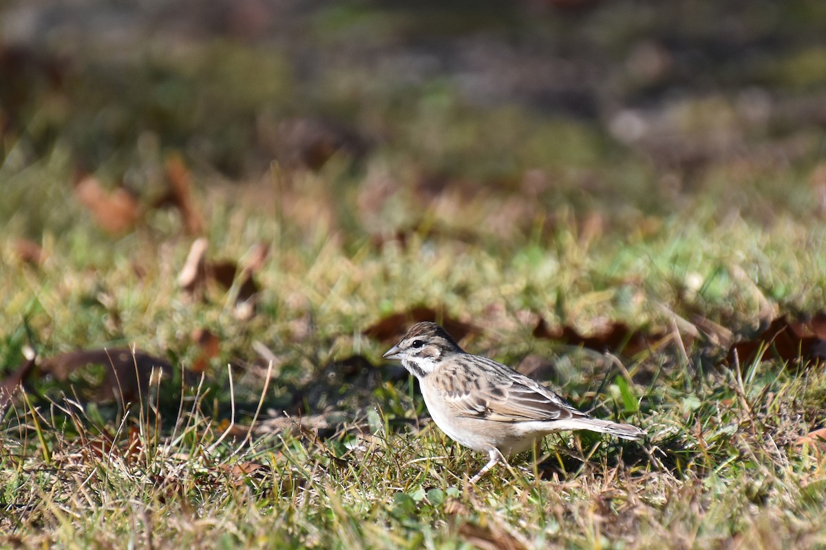 Lark Sparrow - ML645298164