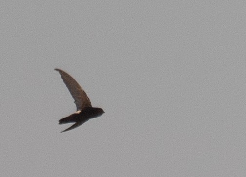 House Swift - ML645298167