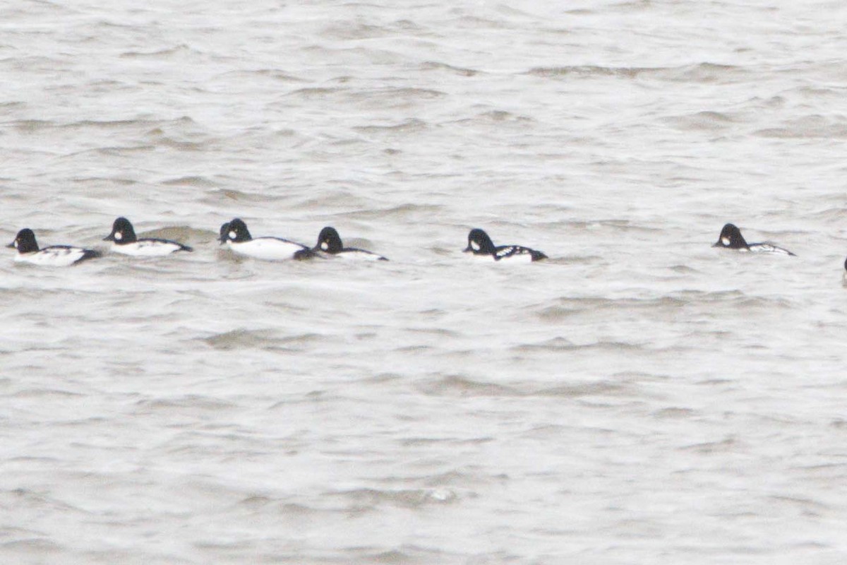 Barrow's Goldeneye - ML645298183