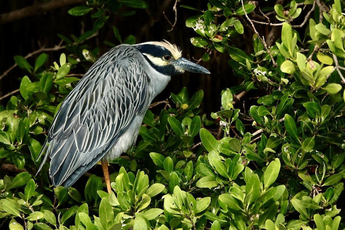אנפת לילה צהובת-כיפה - ML645298190