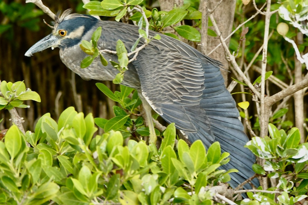 אנפת לילה צהובת-כיפה - ML645298191