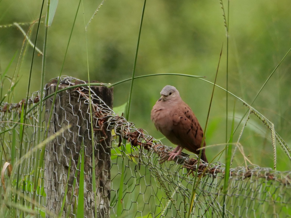 Ruddy Ground Dove - ML645298192