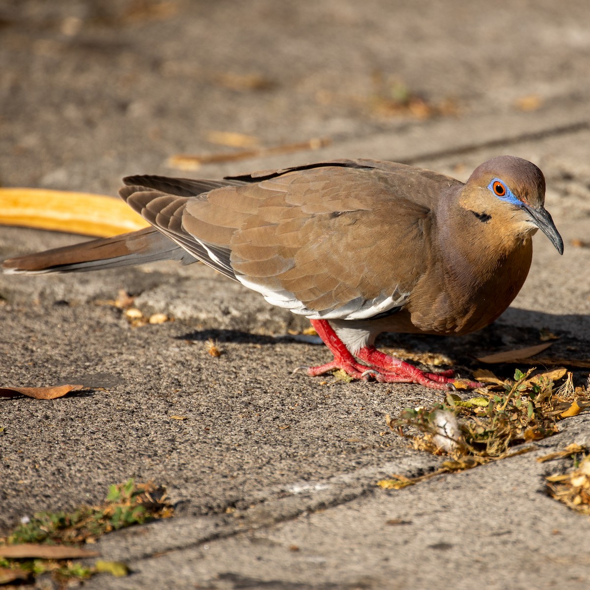 Белокрылая горлица - ML645298198