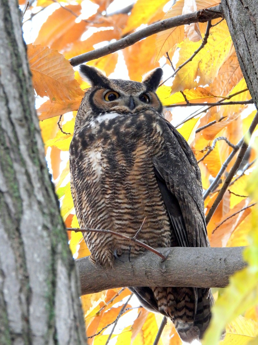 Great Horned Owl - ML645298208