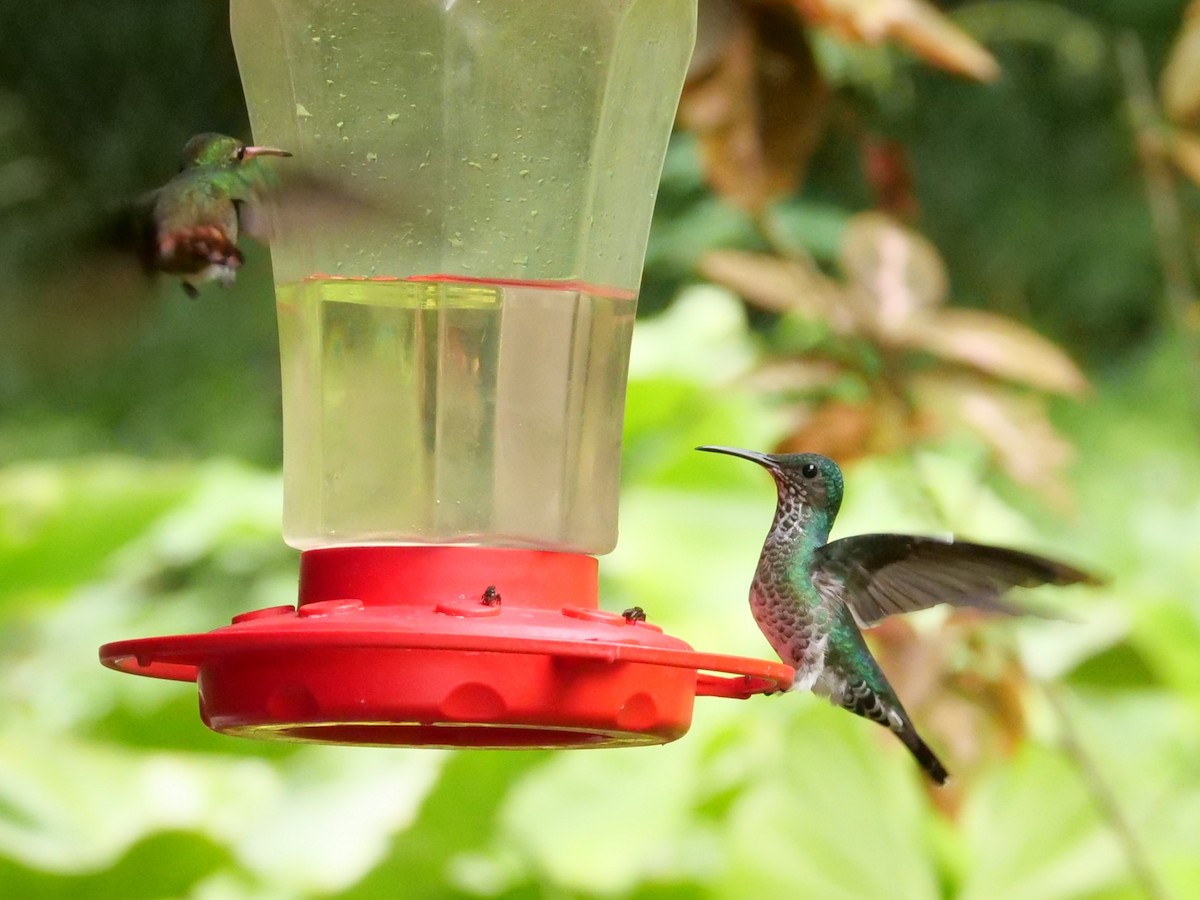 White-necked Jacobin - ML645298211