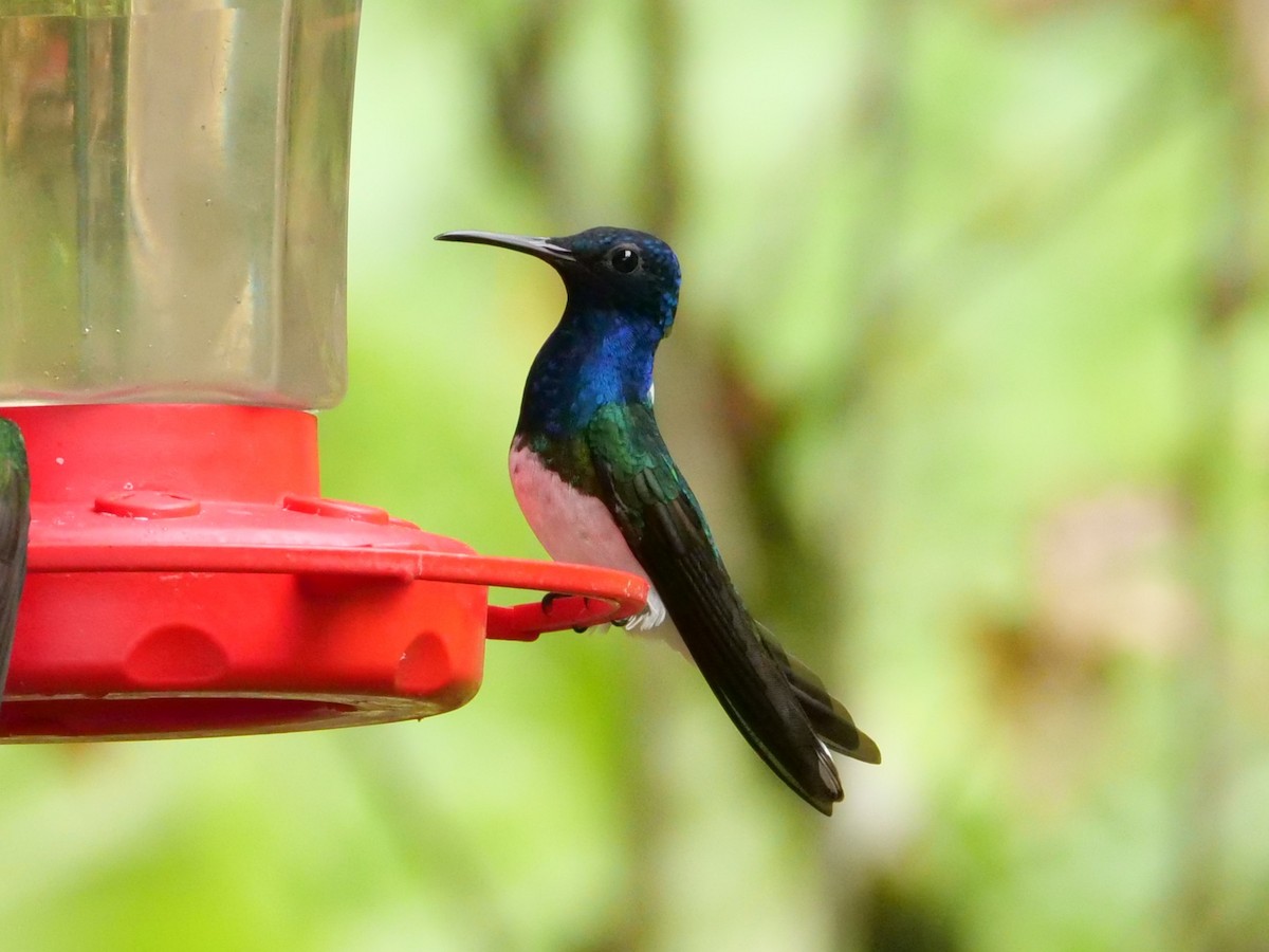 White-necked Jacobin - ML645298212