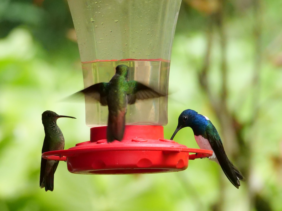 White-necked Jacobin - ML645298213