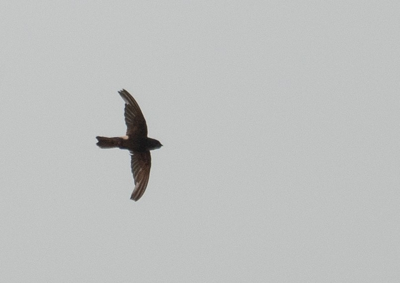 House Swift - ML645298216