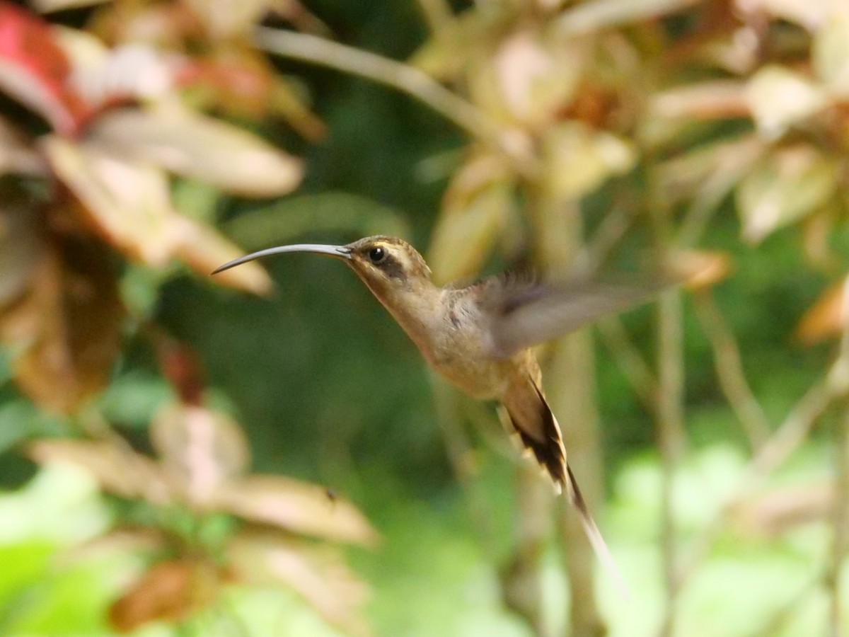 Long-billed Hermit - ML645298230