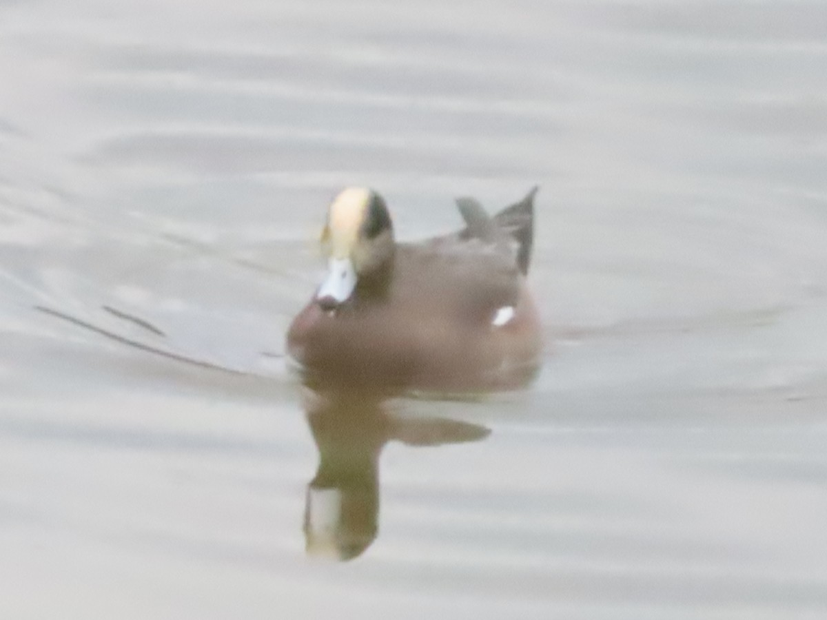 Свищ американський - ML645298239