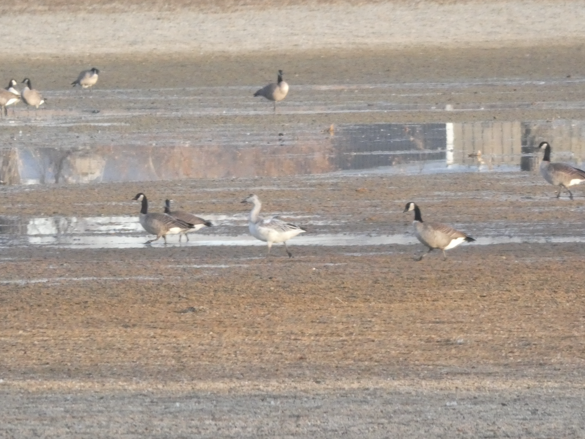 Цасны галуу - ML645298244