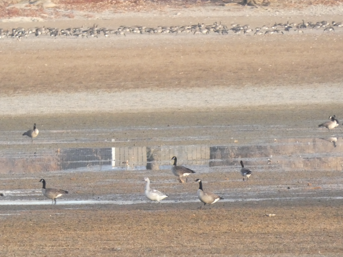 Цасны галуу - ML645298246