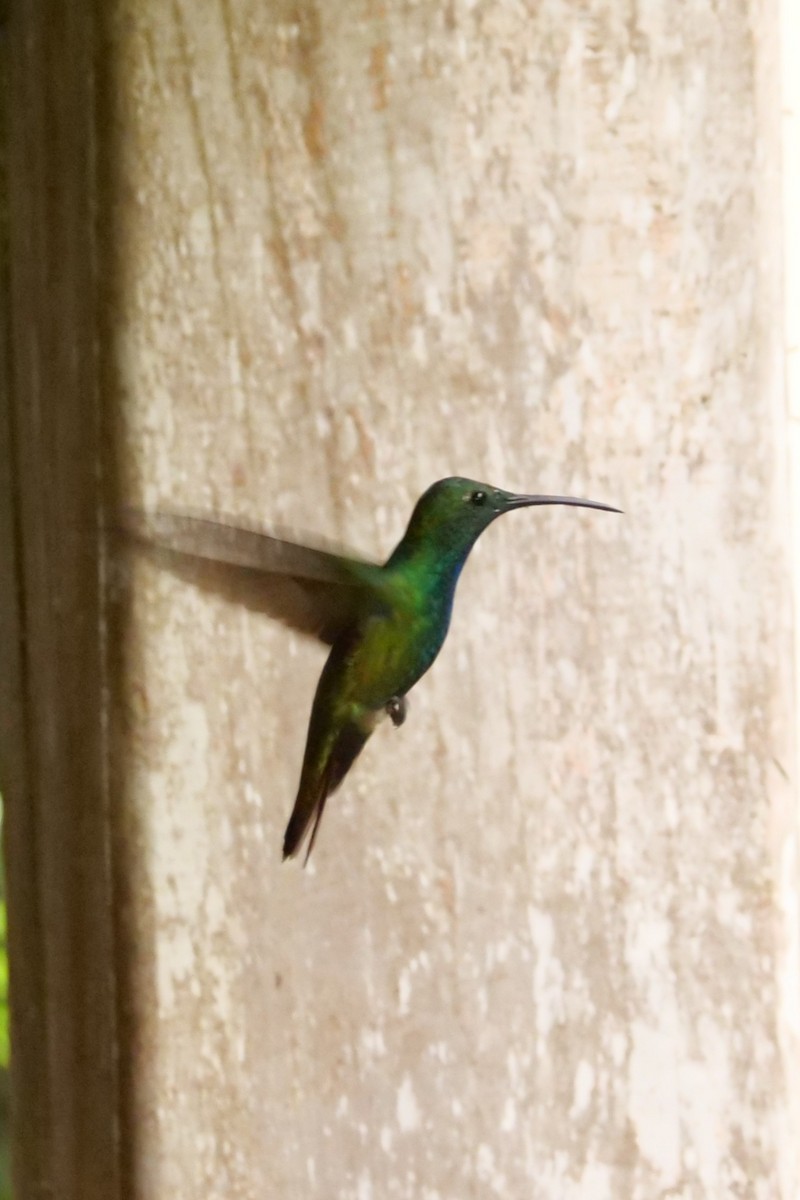 Green-breasted Mango - ML645298250