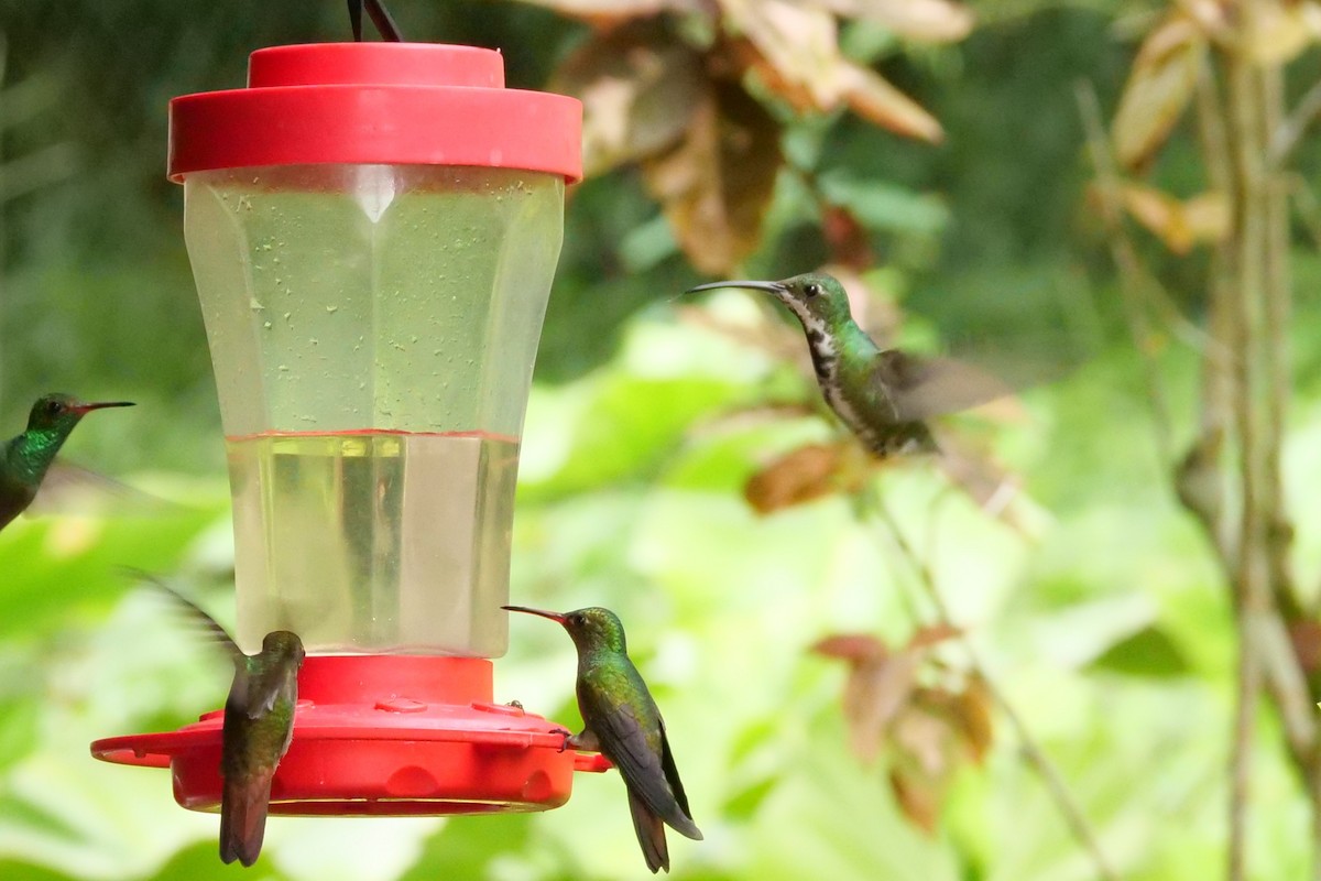 Green-breasted Mango - ML645298251