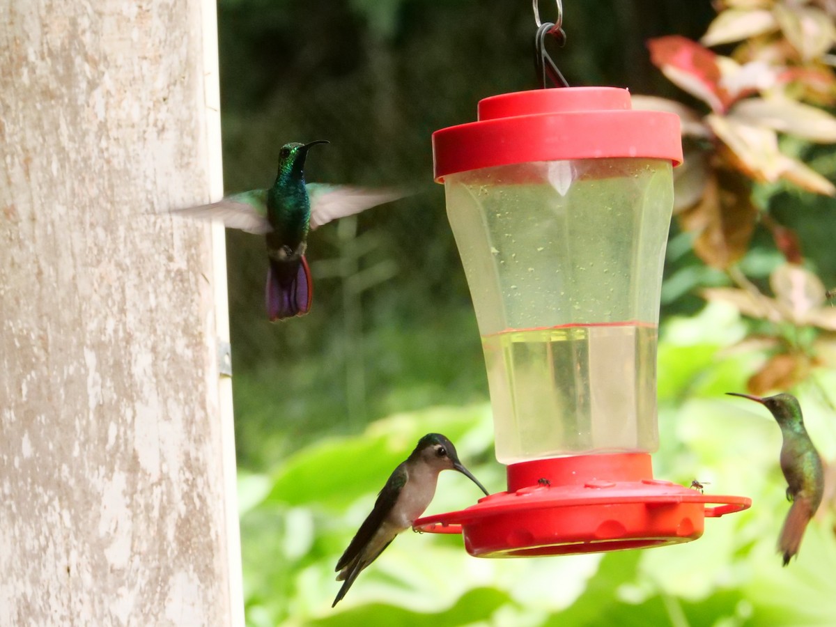 Green-breasted Mango - ML645298252