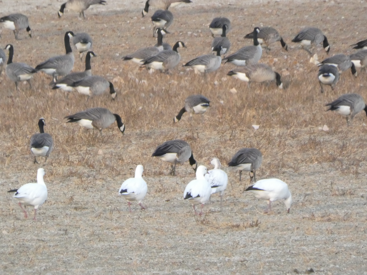 Ross's Goose - ML645298259