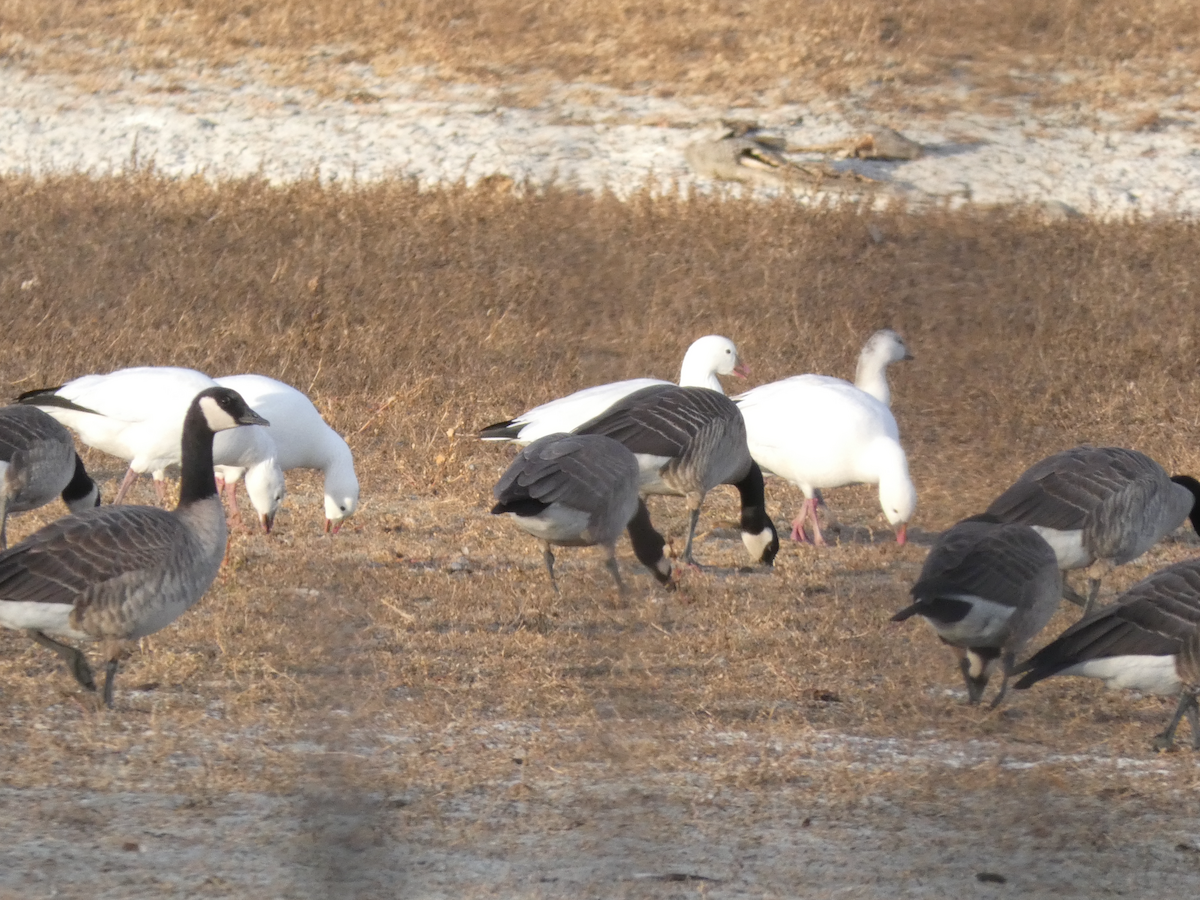 Ross's Goose - ML645298261