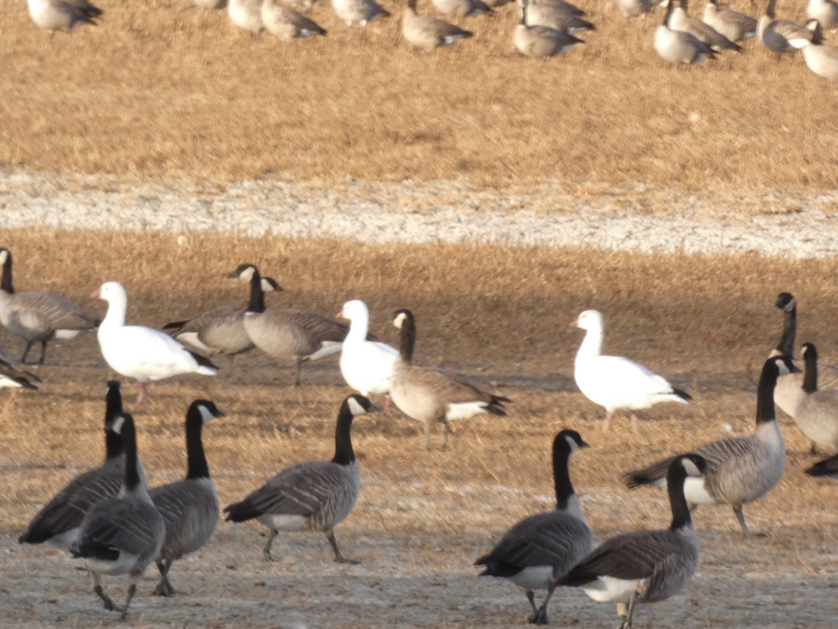 Ross's Goose - ML645298262