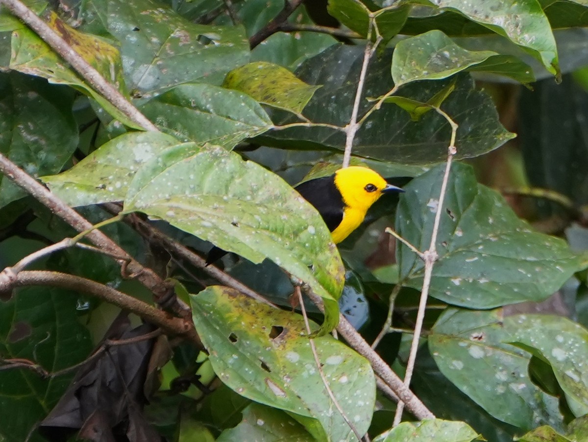 Black-and-yellow Tanager - ML645298265