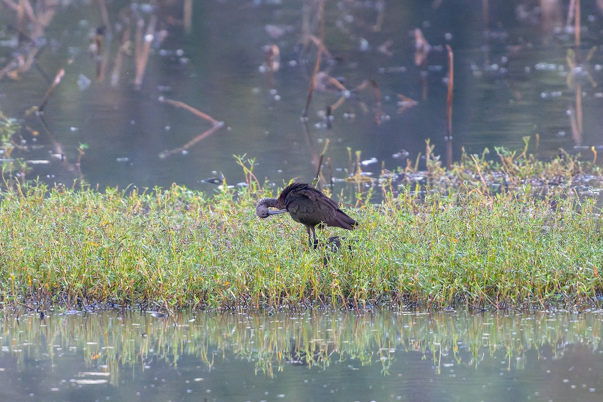 Beltzaran musuzuria - ML645298267