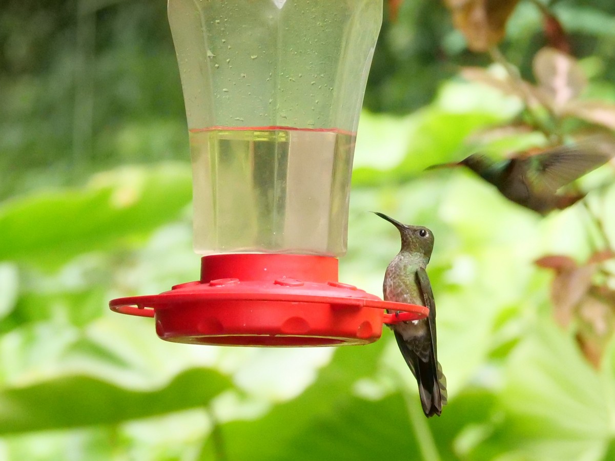Scaly-breasted Hummingbird - ML645298274