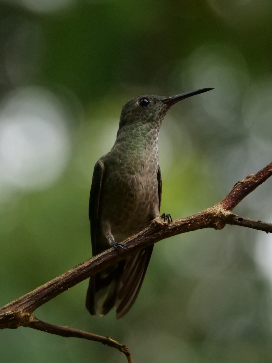 Scaly-breasted Hummingbird - ML645298275
