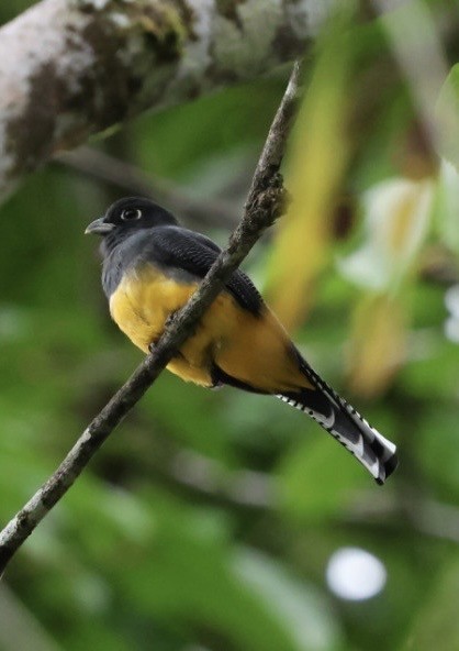 Gartered Violaceous Trogon - ML645298278