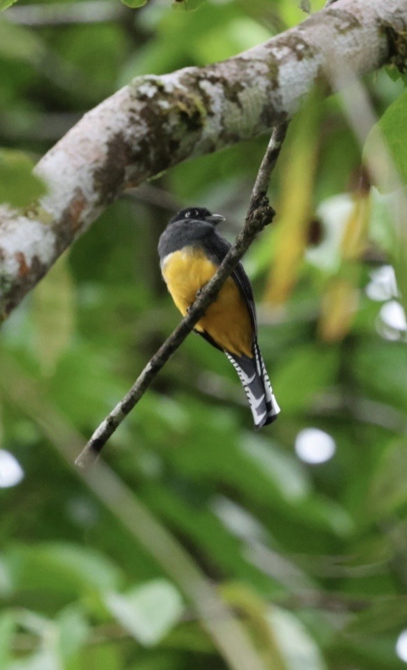 Gartered Violaceous Trogon - ML645298279