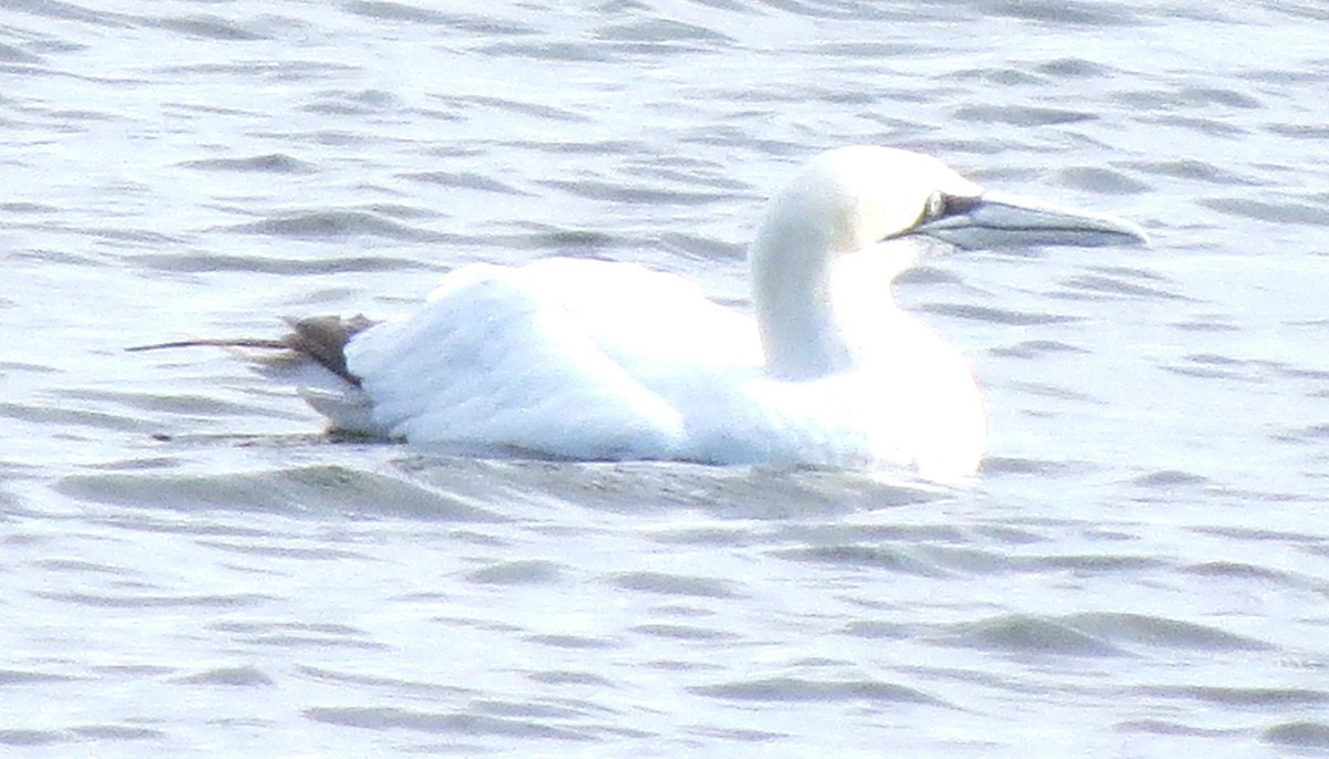 Northern Gannet - ML645298309
