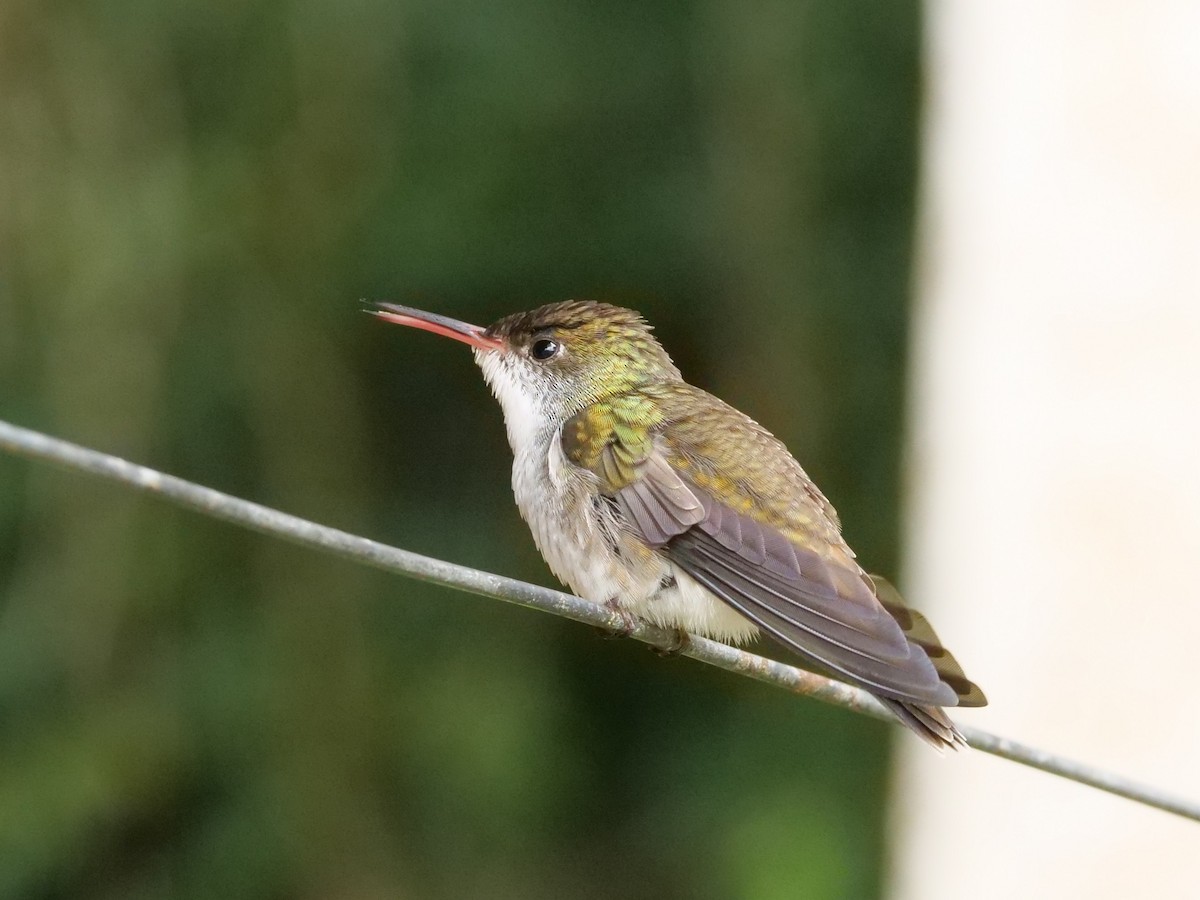 White-bellied Emerald - ML645298314
