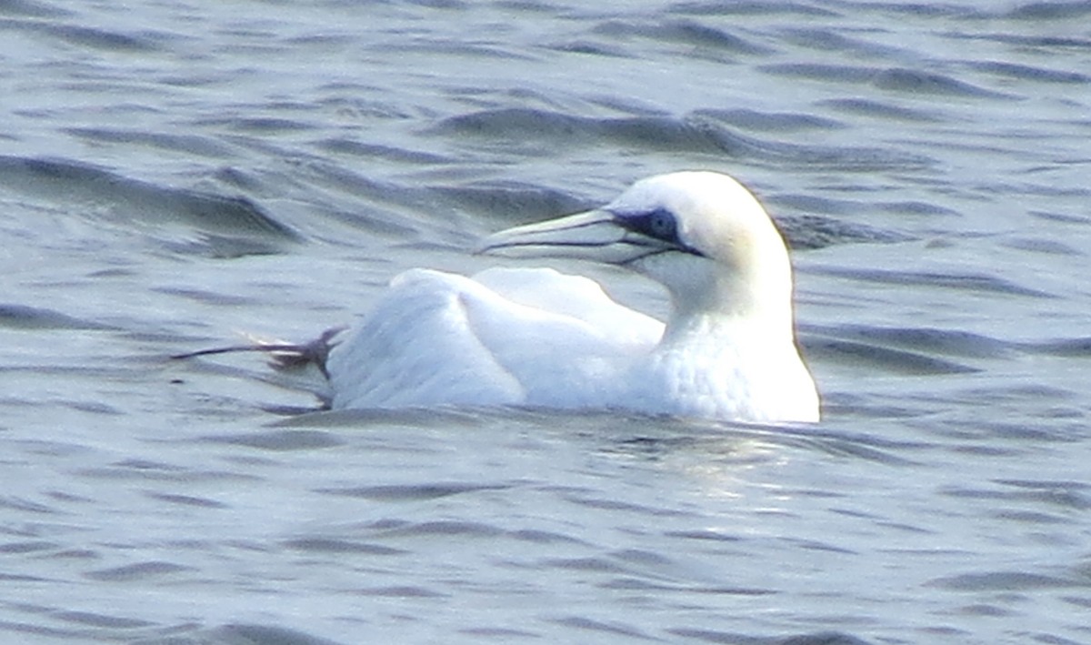Northern Gannet - ML645298321