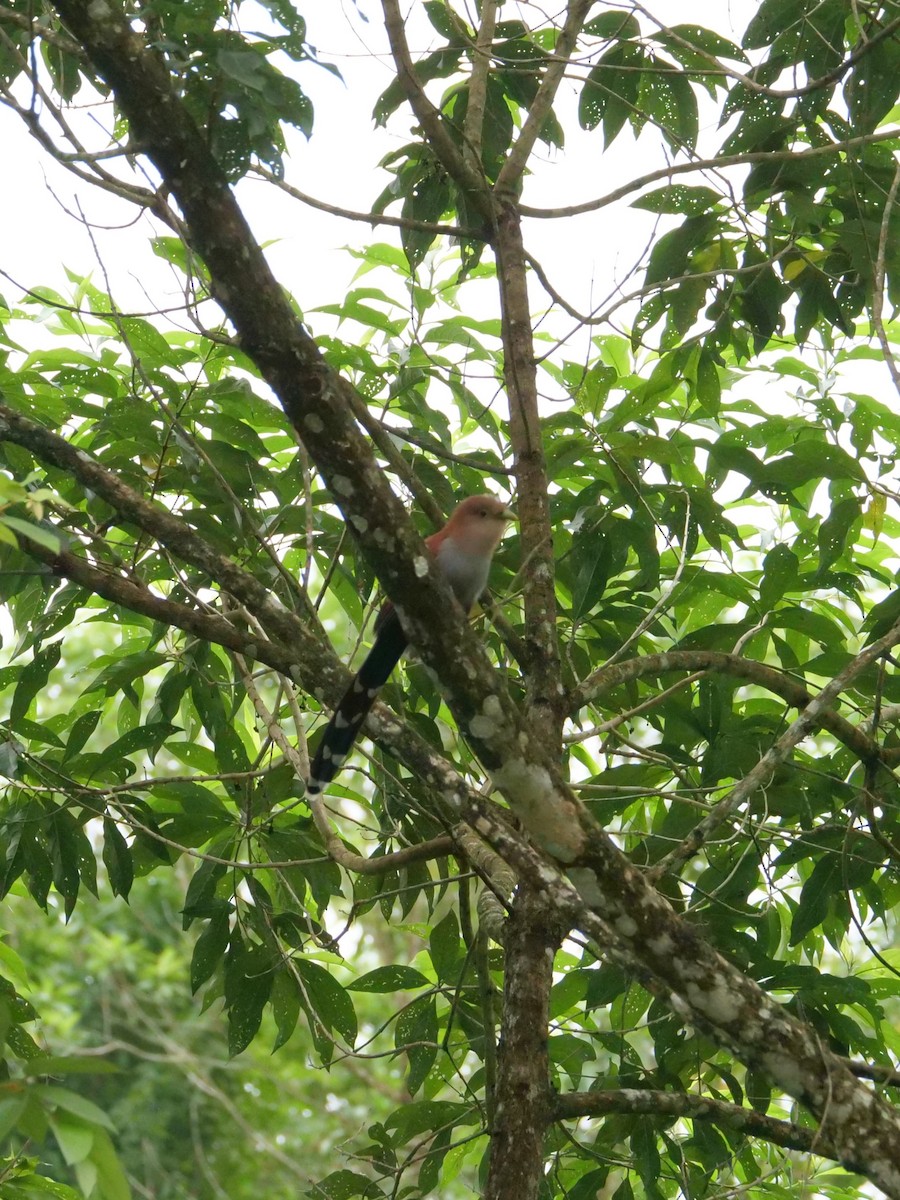 Common Squirrel-Cuckoo - ML645298325