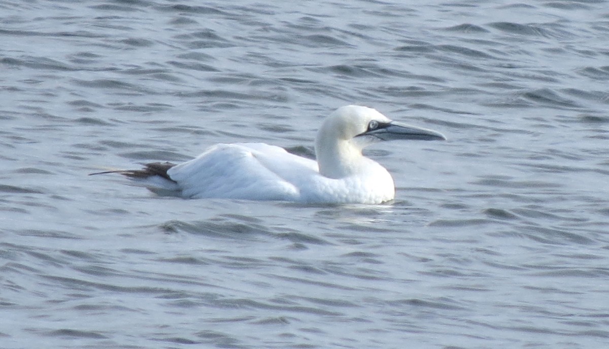 Northern Gannet - ML645298333