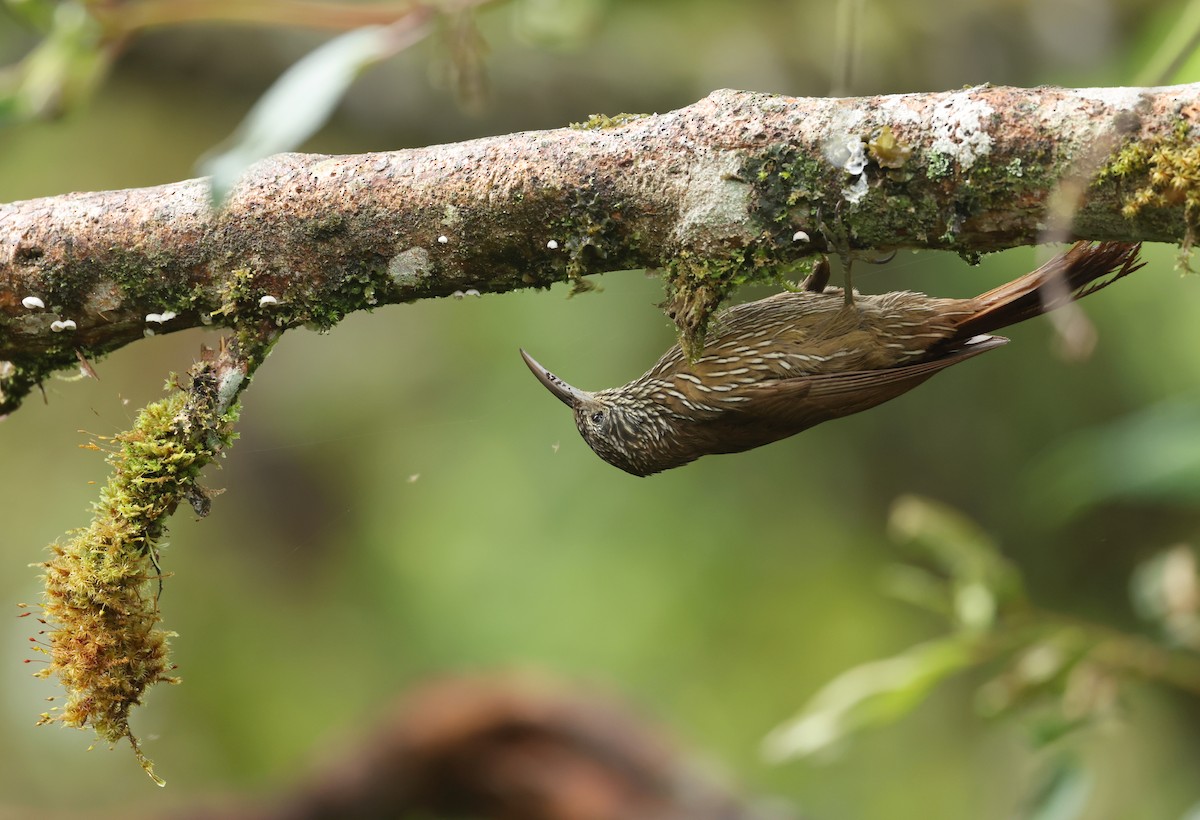Dağ Tırmaşık - ML645298342
