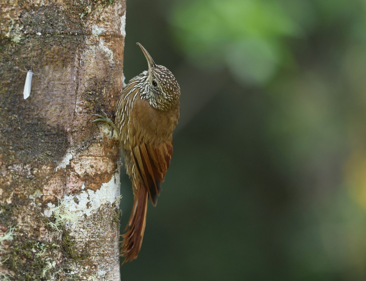 Dağ Tırmaşık - ML645298343