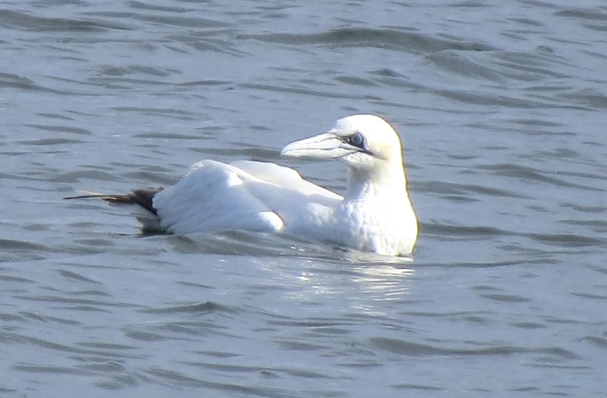 Northern Gannet - ML645298350