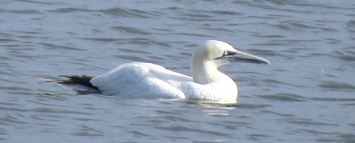 Northern Gannet - ML645298354