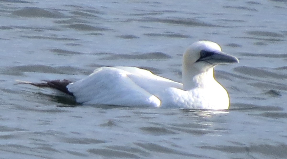 Northern Gannet - ML645298359